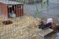 650 Jahre Neudorf - Stehender Umzug