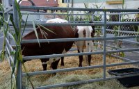 650 Jahre Neudorf - Stehender Umzug