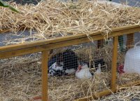 650 Jahre Neudorf - Stehender Umzug