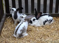 650 Jahre Neudorf - Stehender Umzug