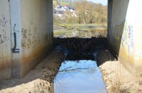 Aufstauungen durch einen Biberdamm  -  Frühjahr 2025