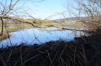 Aufstauungen durch einen Biberdamm  -  Frühjahr 2025