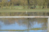 Aufstauungen durch einen Biberdamm  -  Frühjahr 2025