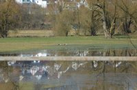 Aufstauungen durch einen Biberdamm  -  Frühjahr 2025