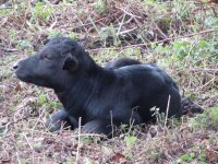 Wasserbüffel mit Kälbern in der Aale Weid bei Neudorf - Oktober 2015