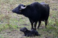 Wasserbüffel mit Kälbern in der Aale Weid bei Neudorf - Oktober 2015