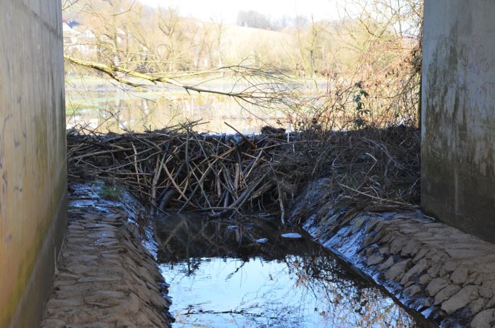 Biberdamm in einer Bahnunterführung mit Entwässerungsgraben