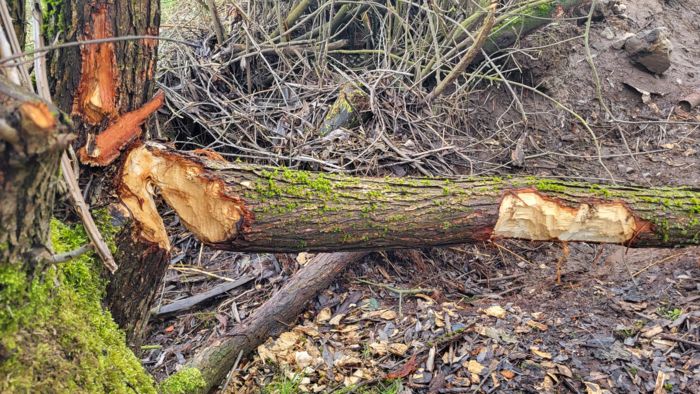 Baumaterial für den Biberdamm