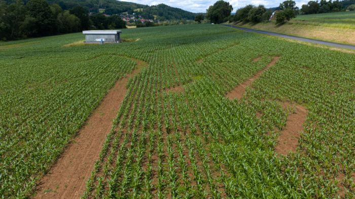 Detailansicht des Maislabyrinths am Boden