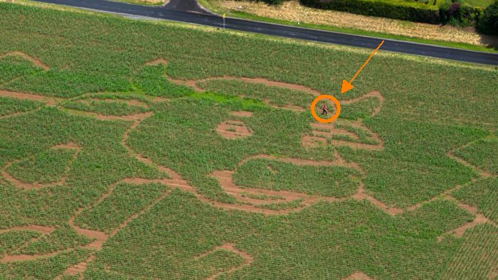 Maislabyrinth von oben - Detailansicht (zum Größenvergleich: Ein Mensch)