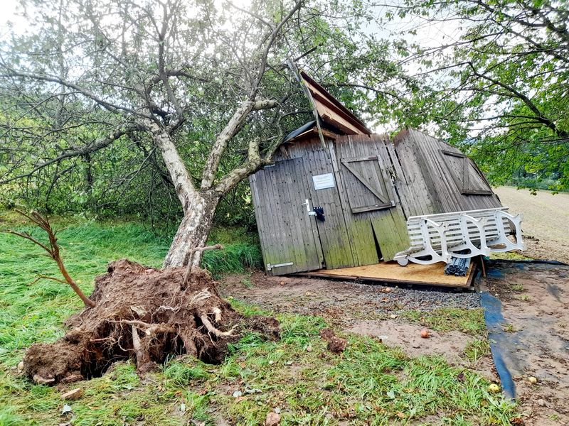 Ein umgefallener Baum liegt auf dem Geräteschuppen der Weinfreunde Ein umgefallener Baum liegt auf dem Geräteschuppen der Weinfreunde