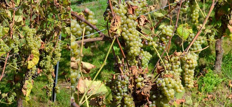 Fast reife Trauben Fast reife Trauben