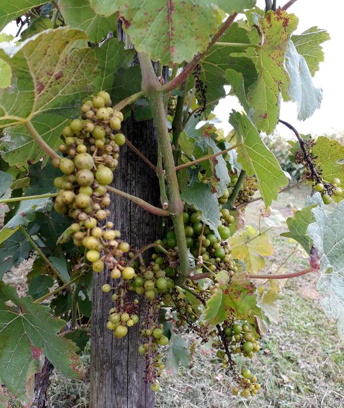 Die Folgen des Falschen Mehltaus Die Folgen des Falschen Mehltaus