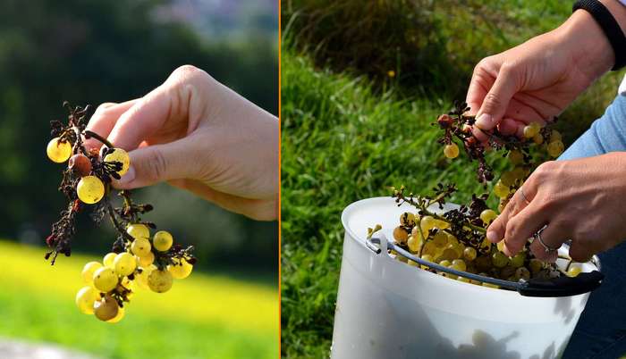 Weinlese 2021: Rebbeeren Weinlese 2021: Rebbeeren