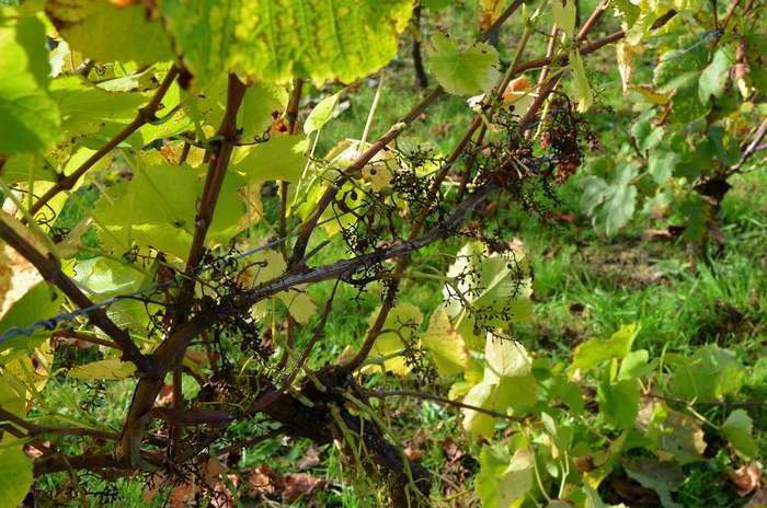 Weinlese 2021: Schäden an den Trauben durch Falschen Mehltau Weinlese 2021: Schäden an den Trauben durch Falschen Mehltau